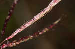 Pitted beardgrass